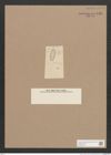 Navicula sp. (de-Toni-Nr.: Genus 1) Zeichnungen Sammlung Grunow Nr. 1589 (NHMW-BOT-W0368128)